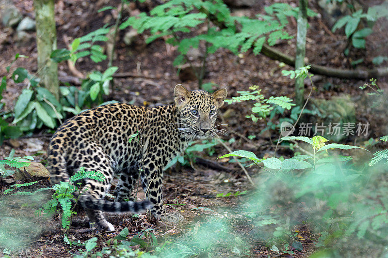 捕猎动物:亚成年豹(Panthera pardus)